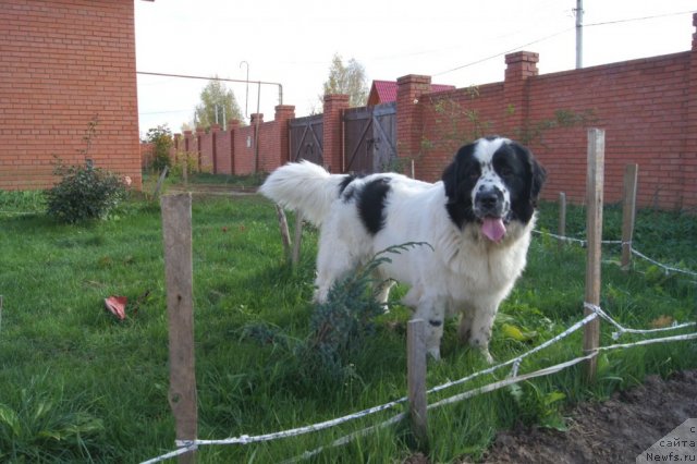 Фото: ньюфаундленд Сент Джонс Царевна Лебедь (Sent Djons Carevna Lebed)