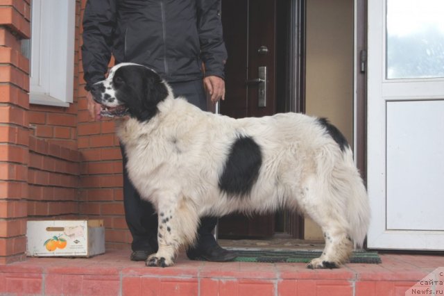 Фото: ньюфаундленд Сент Джонс Царевна Лебедь (Sent Djons Carevna Lebed)