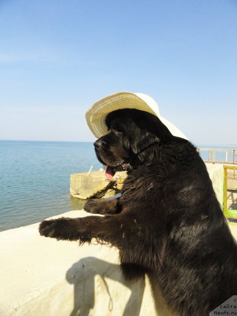 Фото: ньюфаундленд Бегущая по Волнам Дансинг Квин (Beguschaya po Volnam Dancing Queen)