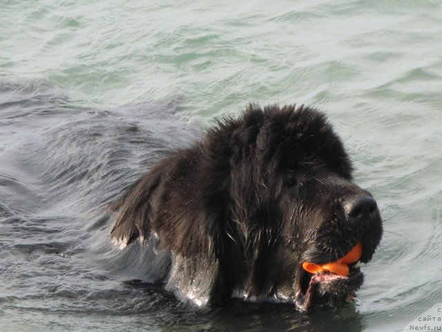 Фото: ньюфаундленд Бегущая по Волнам Византия де Люкс