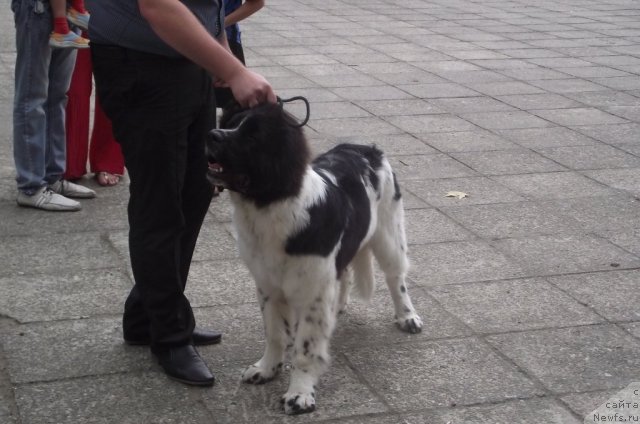 Фотография № 107934