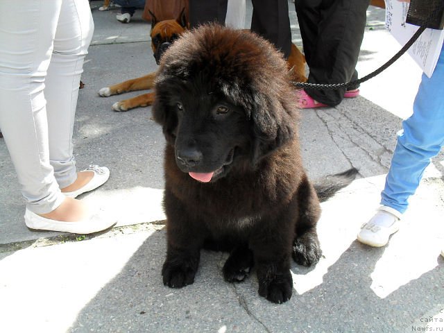 Фото: ньюфаундленд Серафима Киндред-Спирит