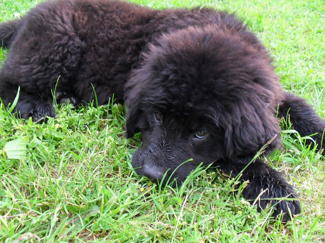 Фото: ньюфаундленд Серафима Киндред-Спирит