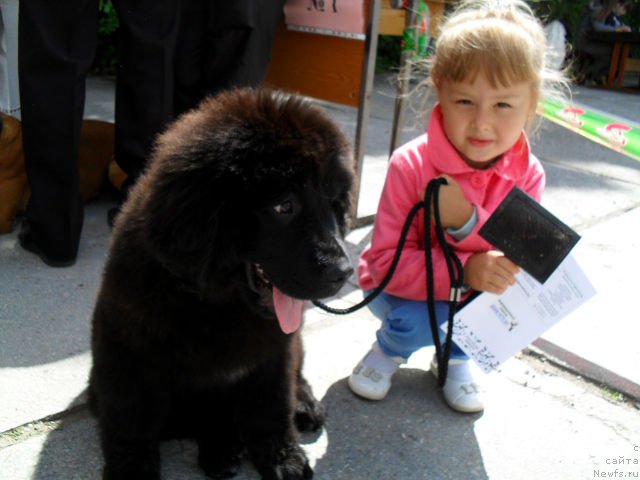 Фото: ньюфаундленд Серафима Киндред-Спирит