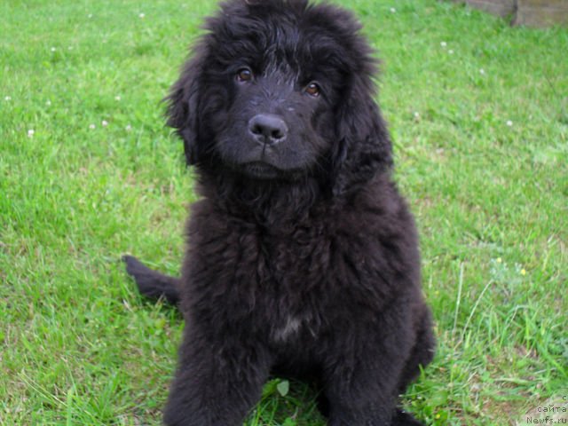 Фото: ньюфаундленд Серафима Киндред-Спирит