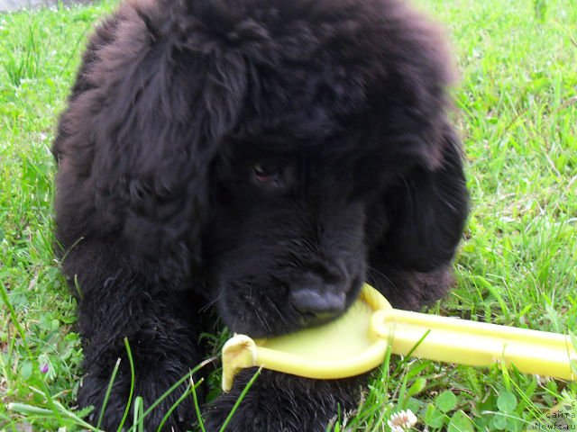 Фото: ньюфаундленд Серафима Киндред-Спирит