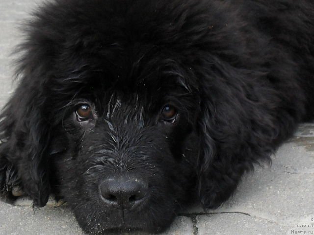 Фото: ньюфаундленд Серафима Киндред-Спирит