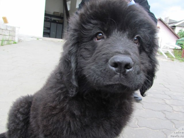 Фото: ньюфаундленд Серафима Киндред-Спирит