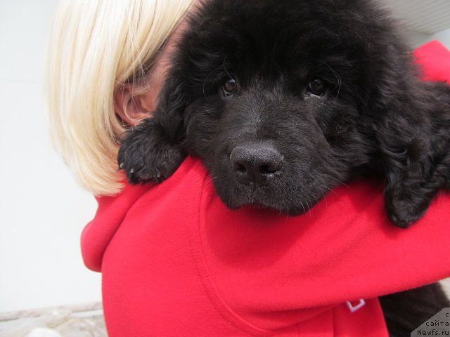 Фото: ньюфаундленд Серафима Киндред-Спирит