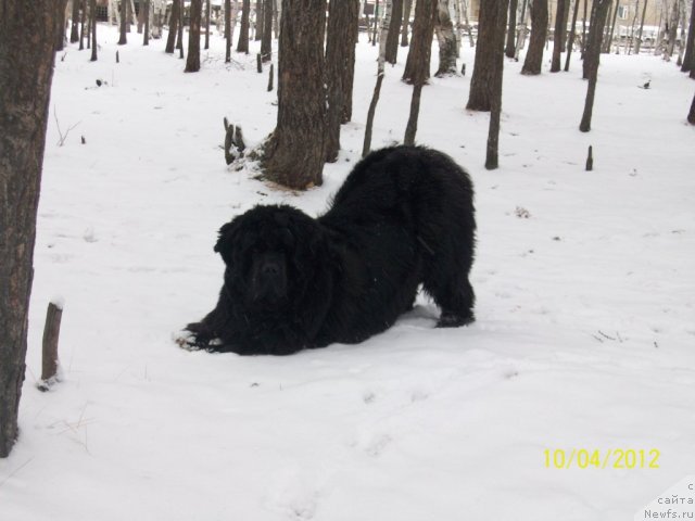 Фото: ньюфаундленд Карат из Медвежьего Яра (Karat iz Medvejyego Yara)