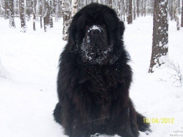 Фото: ньюфаундленд Карат из Медвежьего Яра (Karat iz Medvejyego Yara)