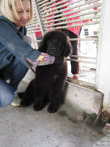 Фото: ньюфаундленд Серафима Киндред-Спирит