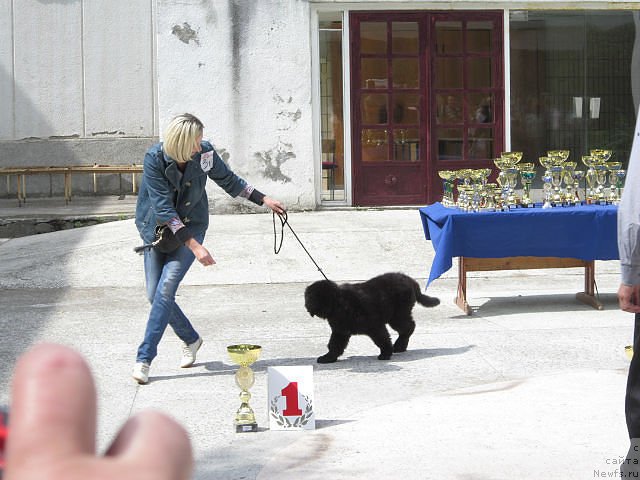 Фото: ньюфаундленд Серафима Киндред-Спирит