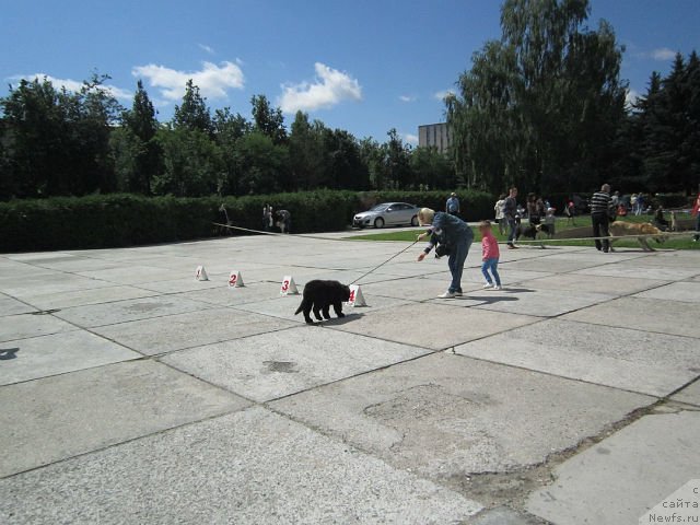 Фото: ньюфаундленд Серафима Киндред-Спирит