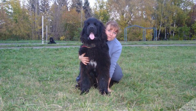 Фото: ньюфаундленд Супер Премиум Лиллихаммер (Super Premium Lillihamer)