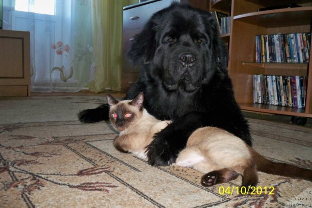 Фото: ньюфаундленд Смигар Волна Успеха