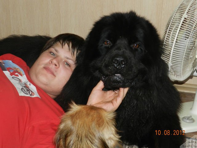 Фото: ньюфаундленд Цесарь Нельсон Тайгер Блек