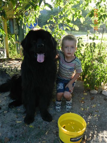 Фото: ньюфаундленд Цесарь Нельсон Тайгер Блек