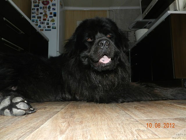 Фото: ньюфаундленд Цесарь Нельсон Тайгер Блек