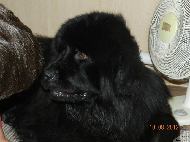 Фото: ньюфаундленд Цесарь Нельсон Тайгер Блек