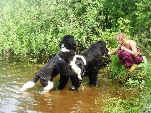 Фото: ньюфаундленд Капитан Ньюфорт, ньюфаундленд Супер Бизон Златогор, Ирина Веровенко