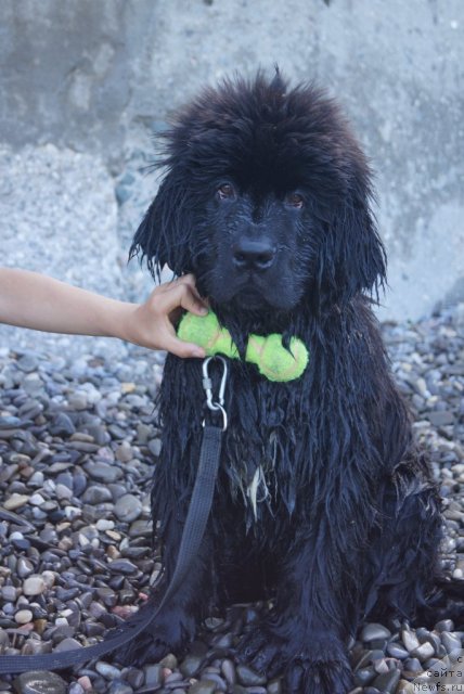 Фото: ньюфаундленд Питерньюф Чабот Армагнак
