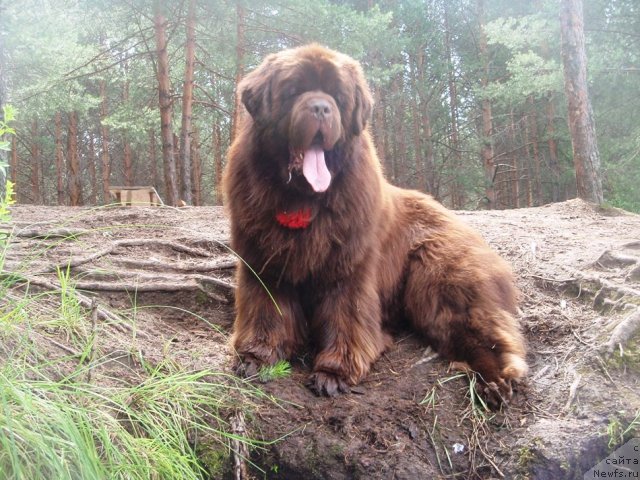 Фото: ньюфаундленд Супер Премиум Брабус