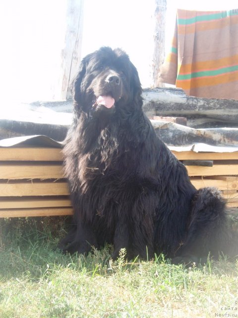 Фото: ньюфаундленд Фелиция