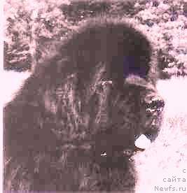 Фото: ньюфаундленд Barharber's Just West of East