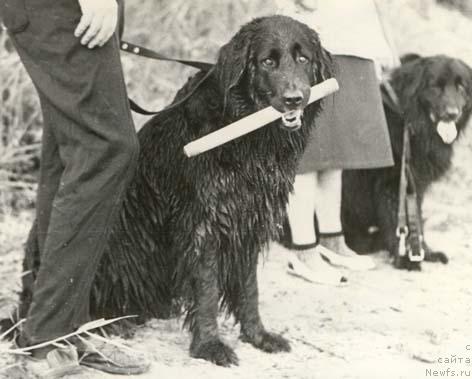 Фото: ньюфаундленд Уна Морси