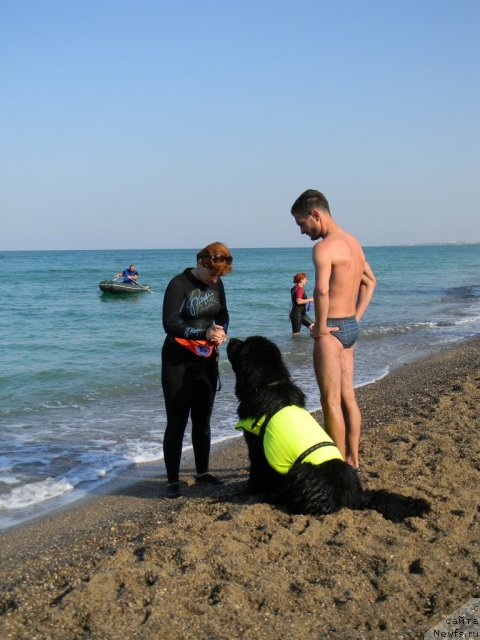 Фото: ньюфаундленд Акватория Келвин Куинджи, Ирина Долотова