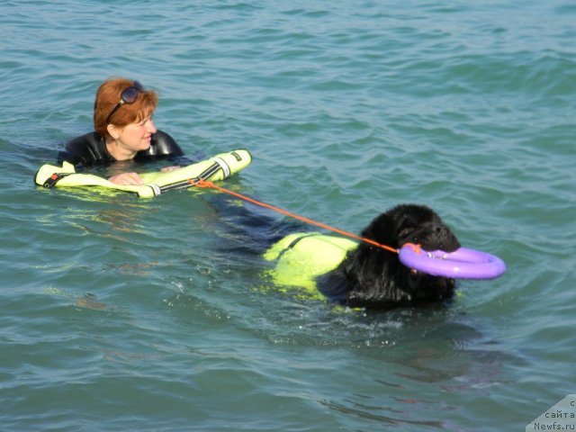 Фото: Ирина Долотова, ньюфаундленд Акватория Келвин Куинджи