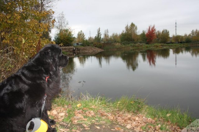Фото: ньюфаундленд Fortuna of Giant's Island