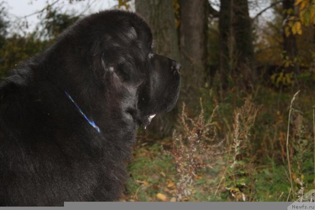 Фото: ньюфаундленд Бегущая по Волнам Зеро Коол