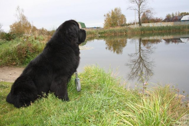 Фото: ньюфаундленд Бегущая по Волнам Зеро Коол