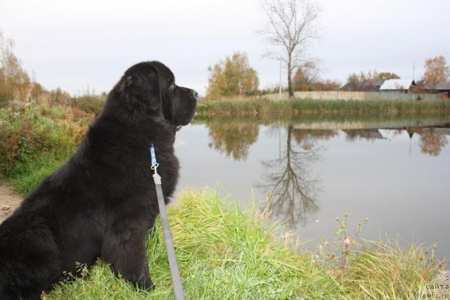 Фото: ньюфаундленд Бегущая по Волнам Зеро Коол