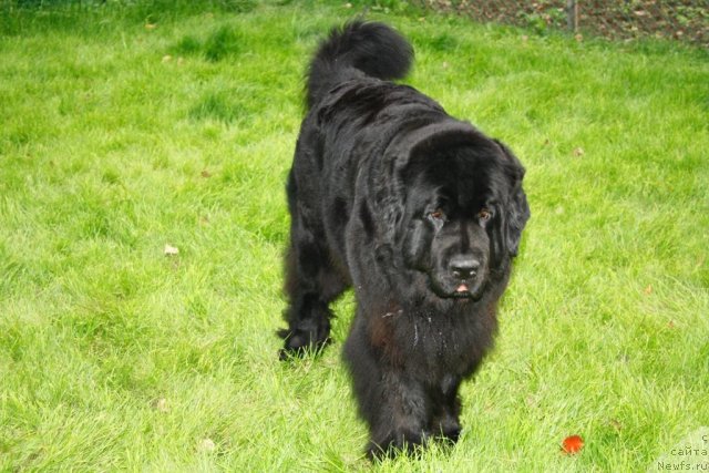 Фото: ньюфаундленд Fortuna of Giant's Island