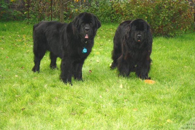 Фото: ньюфаундленд Fortuna of Giant's Island, ньюфаундленд Бегущая по Волнам Зеро Коол