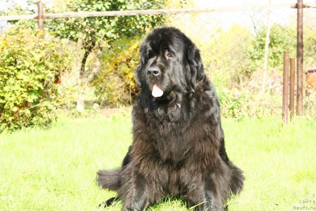 Фото: ньюфаундленд Fortuna of Giant's Island