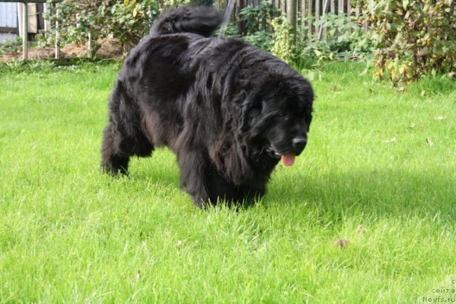 Фото: ньюфаундленд Fortuna of Giant's Island