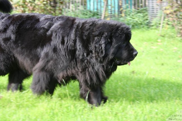 Фото: ньюфаундленд Fortuna of Giant's Island