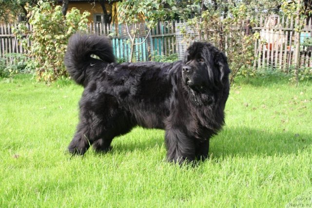 Фото: ньюфаундленд Fortuna of Giant's Island