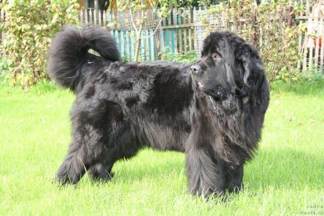 Фото: ньюфаундленд Fortuna of Giant's Island