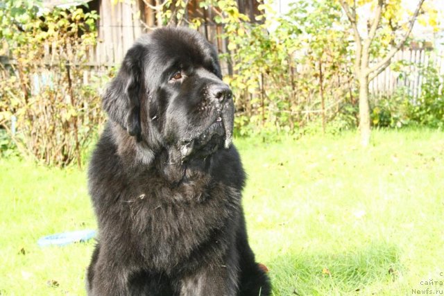 Фото: ньюфаундленд Бегущая по Волнам Зеро Коол