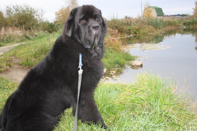 Фото: ньюфаундленд Бегущая по Волнам Зеро Коол