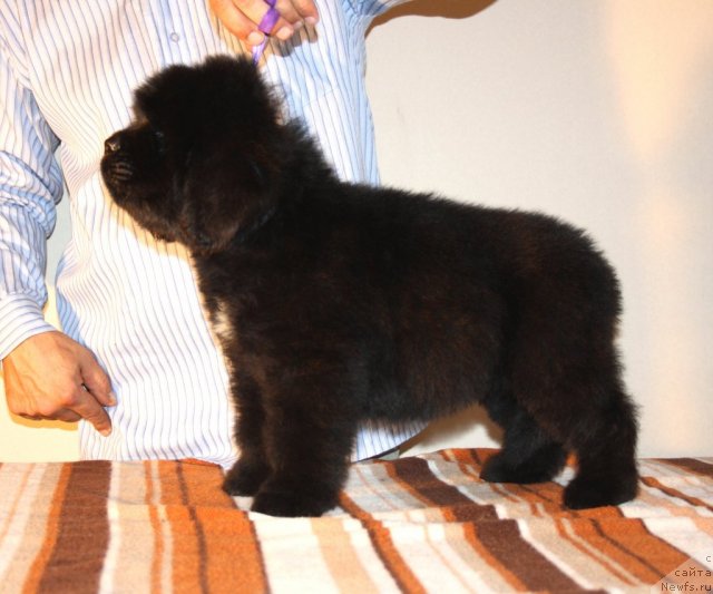 Фото: ньюфаундленд Ньюфорт Харт Брейкер