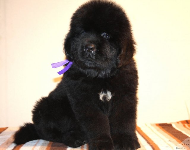 Фото: ньюфаундленд Ньюфорт Харт Брейкер