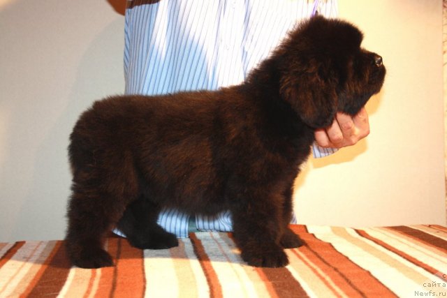 Фото: ньюфаундленд Ньюфорт Харт Брейкер