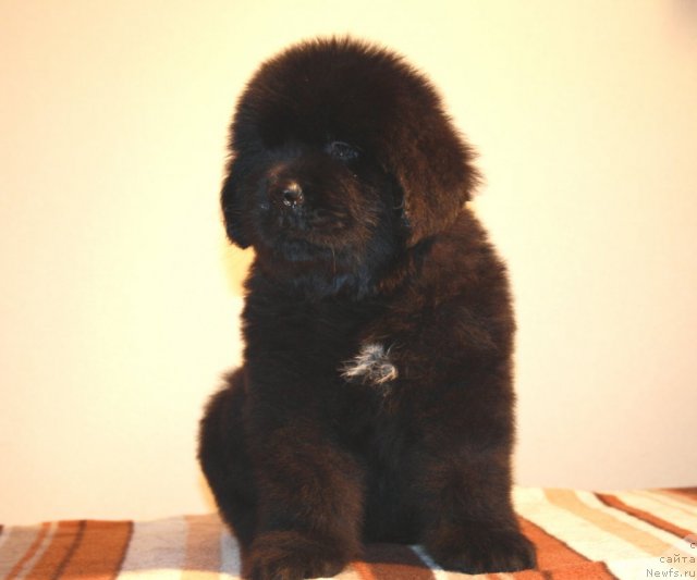 Фото: ньюфаундленд Ньюфорт Харт Брейкер