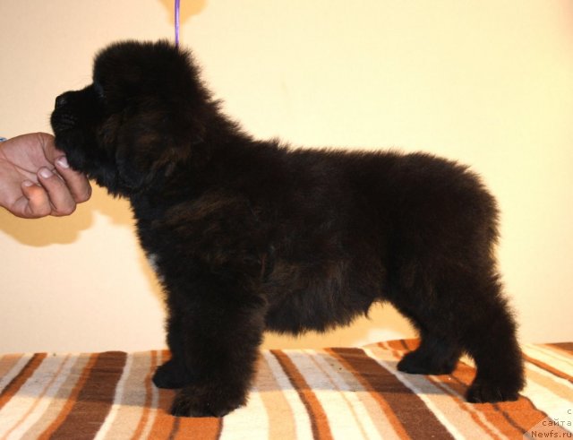 Фото: ньюфаундленд Ньюфорт Харт Брейкер